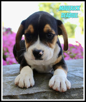 Maverick Male Beabull $950
