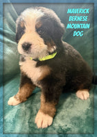 Maverick Male AKC Bernese Mountain Dog $1350