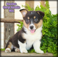 Maxine Female Corgi Aussie Mix $825