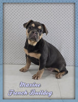 Maxine Female AKC French Bulldog $600
