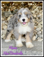 Mini Bernedoodle