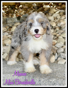 Mini Bernedoodle