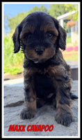 Maxx Male F1B Cavapoo $1195