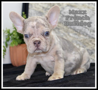 Maxx Male AKC French Bulldog $1650