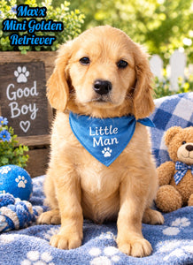 Maxx Male Mini Golden Retriever $1995