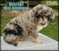 Meatball Male Mini Aussiepoo $1395