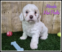 Mercedes Female Mini Poodle $950