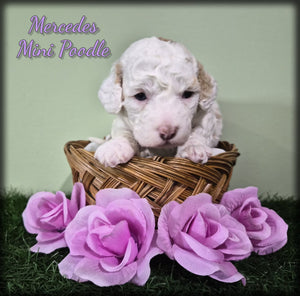Mini Poodle