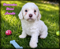 Mercedes Female Mini Poodle $950