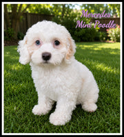 Mini Poodle