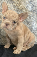 Ava Female AKC French Bulldog $1350