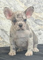 Birdie Female AKC French Bulldog $1500