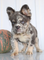 Dakota Male AKC Fluffy French Bulldog $2950