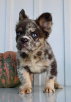 Dakota Male AKC Fluffy French Bulldog $2950