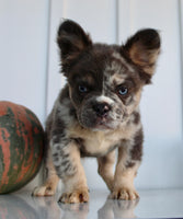 Dakota Male AKC Fluffy French Bulldog $2950