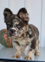 Dakota Male AKC Fluffy French Bulldog $2950