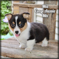 Mia Female Corgi Aussie Mix $825