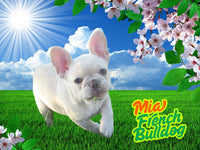 Mia Female French Bulldog $1350