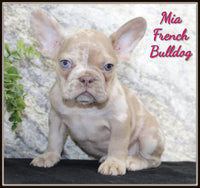 Mia Female AKC French Bulldog $1700