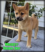 Mickey Male AKC Shiba Inu $850
