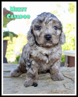 Mikey Male F1B Cavapoo $1195