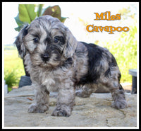 Miles Male F1B Cavapoo $1195