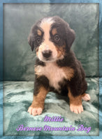 Millie Female AKC Bernese Mountain Dog $1350