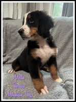 Bernese Mountain Dog