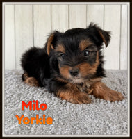 Milo Male CKC Yorkshire Terrier $1050