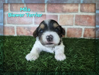 Milo Male Biewer Terrier $3000