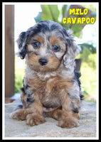 Milo Male F1B Cavapoo $1295