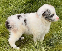 Mini Aussiedoodle