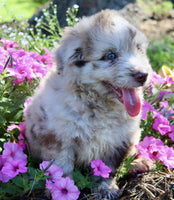 Mini Aussiedoodle