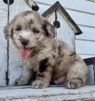 Mini Aussiedoodle