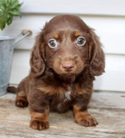Carter Male AKC Mini Dachshund $1450