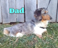 Zeek Male AKC Mini Dachshund $2650