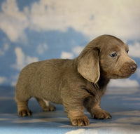  Mini Dachshund