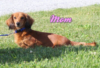 Zalena Female AKC Mini Dachshund $2150