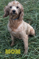 Lucas Male F1B Mini Goldendoodle $795