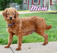 Jenni Female F1BB Mini Labradoodle $850
