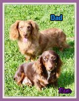 Charlie Male AKC Mini Dachshund $2250