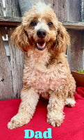 Bentley Male AKC Mini Poodle $1000
