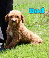Ace Male ACA Mini Poodle $450