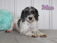 Robbie Male AKC Mini Poodle $950