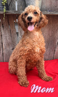 Willow Female AKC Mini Poodle $1000