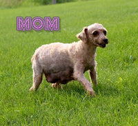 Roger Male AKC Mini Poodle $500