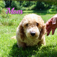 Ace Male ACA Mini Poodle $450