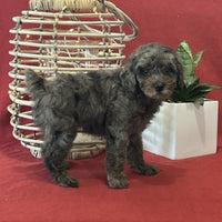  Mini Poodle