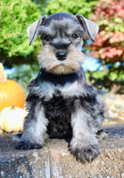 Ellie Female AKC Mini Schnauzer $1250