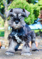 Teddy Male AKC Mini Schnauzer $999